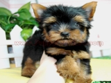 teacup yorkie